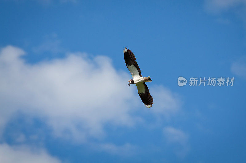 鸟田凫(Vanellus Vanellus)在蓝天中飞翔